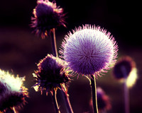 Landscapes & Still Life